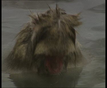 Zoom out. Snow monkey enjoying steam bath in hot spring.