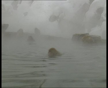 Snow monkey swimming across hot spring, jumps out of water