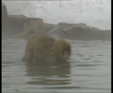 Diving in and swimming across hot spring as snow falls