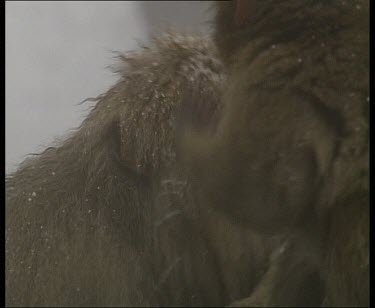 Snow falling on baby drinking from hot spring. Adult eating something