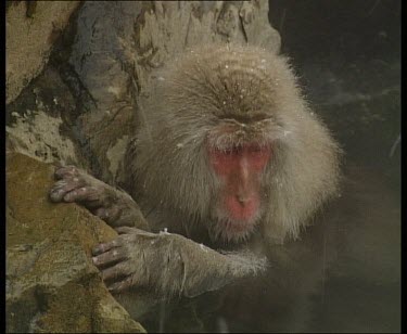 Snow falling on monkey in hot spring