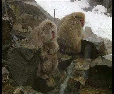 Two snow monkeys sitting on rocks as snow falls