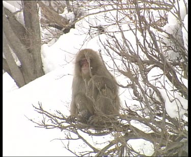 Sitting in tree eating. Pan with another snow monkey as it walks past in the snow.