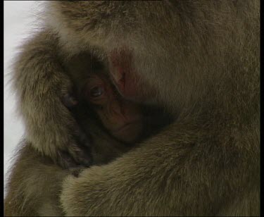 Mother cuddling and grooming baby, holding it tight