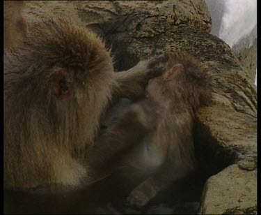 Adult grooming baby in hot spring