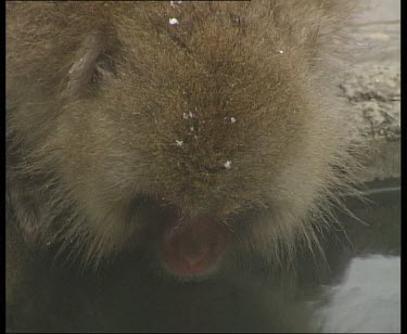 Snow falling as monkey drinks. Monkey turns and shakes off snow from fur.