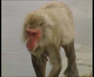 Wet female walking