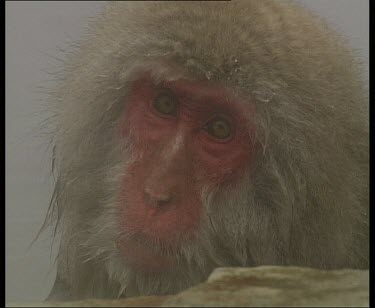 Monkey face with steam rising. Zoom out to reveal other monkey grooming it and scratching.