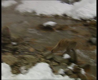 One monkey chases the other across river and snow and a narrow "bridge".