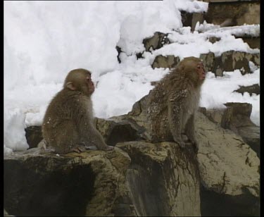 Two babies playing and running along rocks at edge of hot spring. They call to the other side. Steam rising.