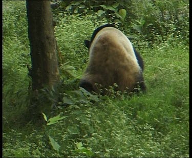 Walking to tree, sitting under tree and eating bamboo.
