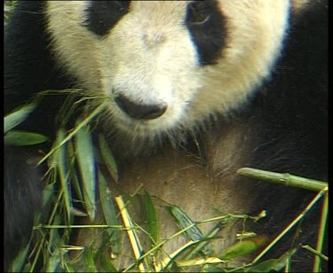 Eating bamboo leaves