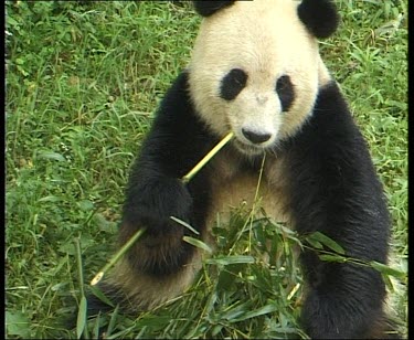 Rolling around and lying on the ground, eating bamboo and leaves.