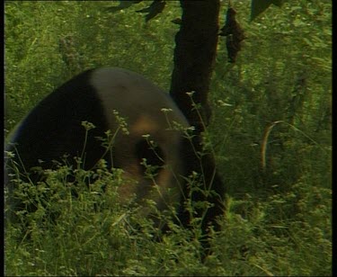 Panda using paws to rub head