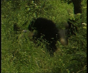 Panda rolling in grass.