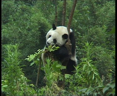 Panda sitting in tree, facing camera. Resting head.