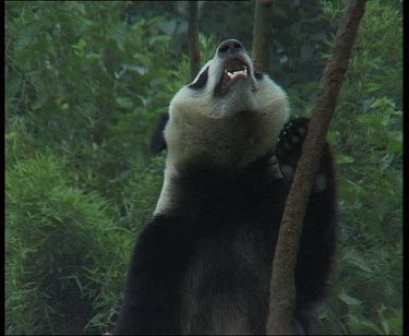 Panda, in tree, looking up then resting down again