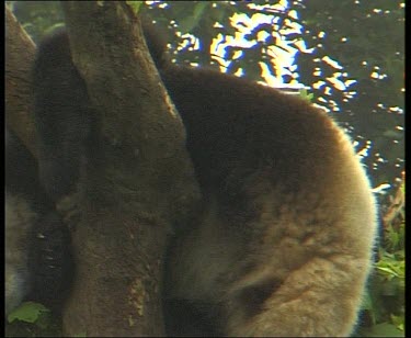 Panda in tree resting head on paw, cute.