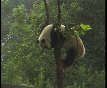 Climbing up tree. Sitting in fork of branches, scratching.