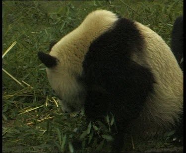 Eating bamboo