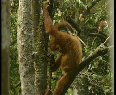 Orangutan sitting in tree scratching its back them climbing down to get a bunch of bananas. It climbs up with the bananas and starts to peel and eat them