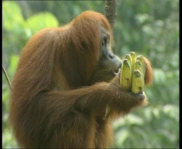 Adult female peeling and eating banana