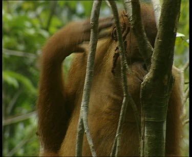 Sitting in tree, spitting on branch