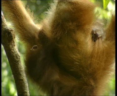 Two baby orangutans hanging upside down in trees, fighting.
