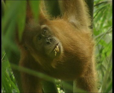Hanging in tree chewing and spitting out food.