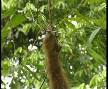 Detail of hand holding onto branch, tilt down to eating leaves.