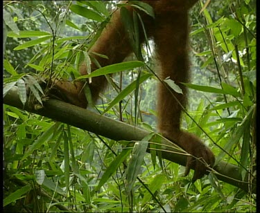 Legs, feet standing on branch