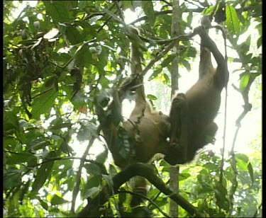 Two young orangutans fighting.