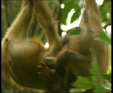 Two young orangutans fighting.
