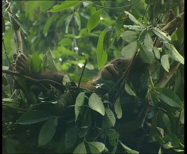 Lying in nest, resting