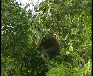 Making a nest