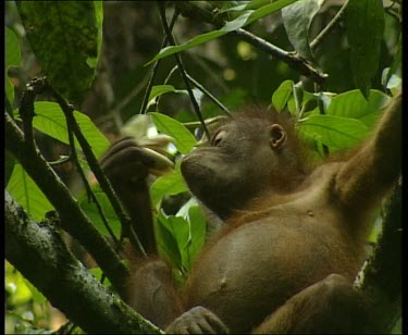 Low angle. Eating flower.