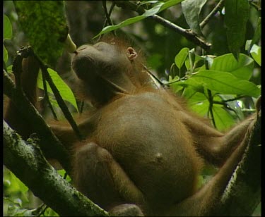Low angle. Eating flower and moving out of frame.