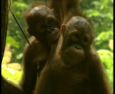 Two orangutans hanging together. One is biting the other.