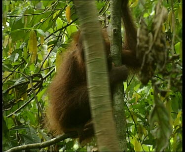 Sitting in tree and eating, spitting out food.