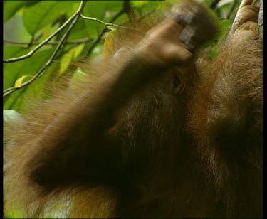 Sitting in tree and eating, spitting out food.