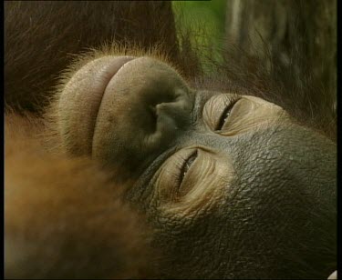 Resting with eyes closed, then eyes open look around and then close again.