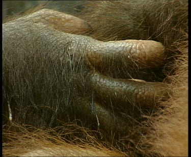 Detail: hand, fingers, nails.