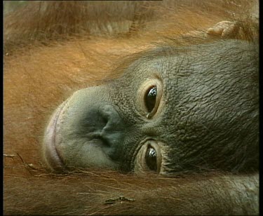 Resting, eyes opening and closing. Hand scratches nose