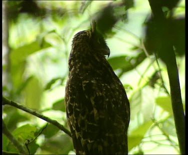 Buffy fish owl Borneo