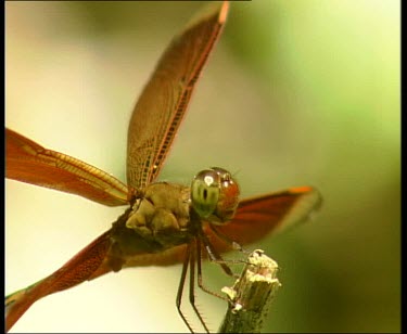Dragonfly flies away