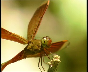 Dragonfly flies away