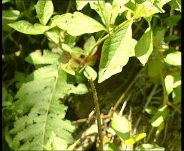 Dragonfly landing