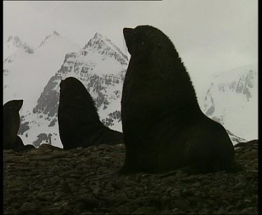 Seals sitting up in silhouette, snow covered mountain peaks in background.