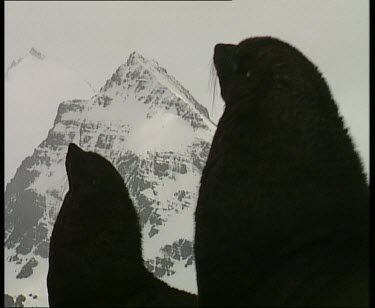 Seals sitting up in silhouette, snow covered mountain peaks in background.