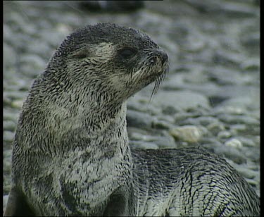 seal in snow lying on ground looking around.